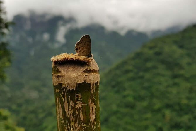 Guwahati Tea Garden tour @ Amchong - Who Should Consider This Tour?