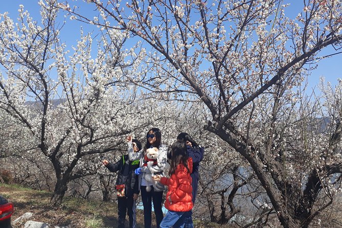 Gwangyang Maewha Flower and Jeonju Hanok Village 1 Day Trip From Seoul - Booking and Cancellation Policy