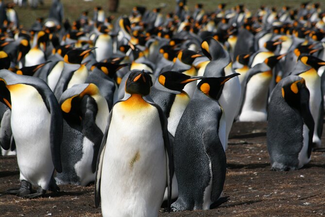 Gypsy Cove and the Main City Attractions in Falkland Islands - Key Points