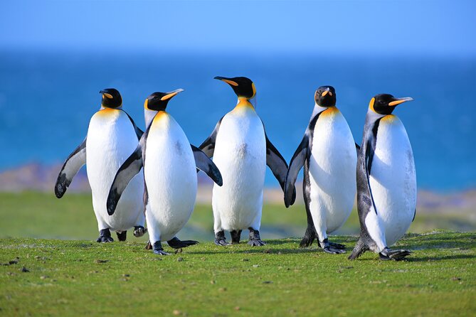 Gypsy Cove and the Main City Attractions in Falkland Islands - Stanleys Historic Attractions
