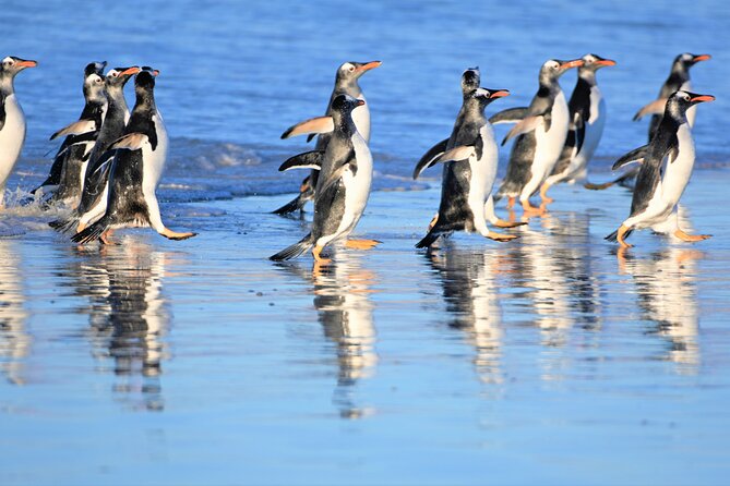 Gypsy Cove and the Main City Attractions in Falkland Islands - Local Wildlife Spotting