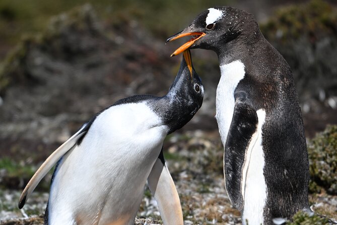 Gypsy Cove and the Main City Attractions in Falkland Islands - Culinary Delights of Falklands