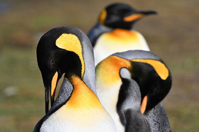 Gypsy Cove and the Main City Attractions in Falkland Islands - Booking and Logistics
