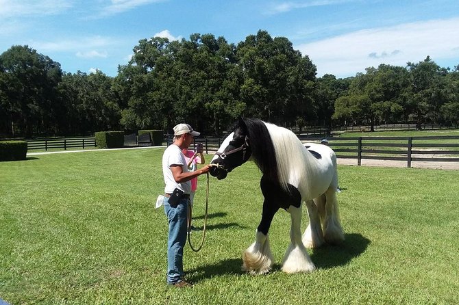 Gypsy Gold Horse Farm Tour - Family-Friendly Outing