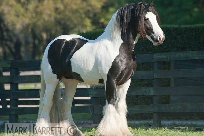 Gypsy Gold Horse Farm Walking Tour - Exploring the Gypsy Gold Horse Farm