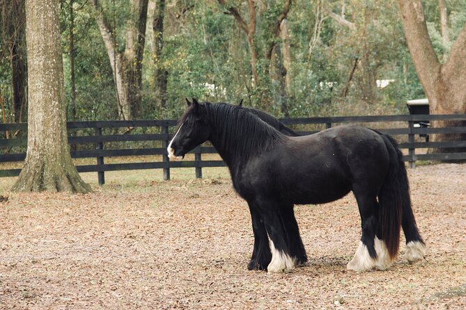 Gypsy Gold Horse Farm Walking Tour - Meeting and Pickup Details