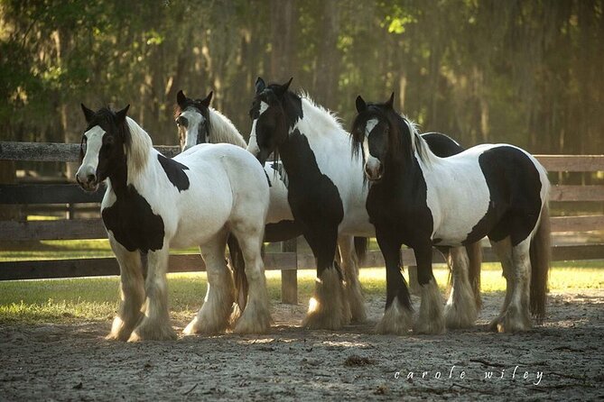Gypsy Gold Horse Farm Walking Tour - Confirmation and Accessibility Information