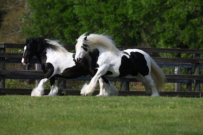 Gypsy Gold Horse Farm Walking Tour - Cancellation and Payment Options