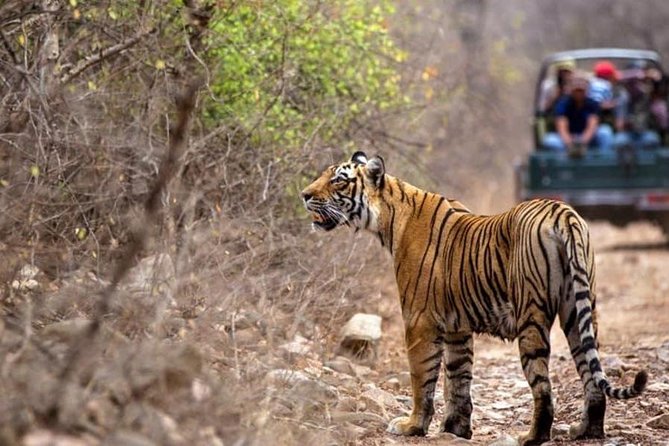 Gypsy Safari : Foreign National -Ranthambore Tiger Reserve - Included Amenities