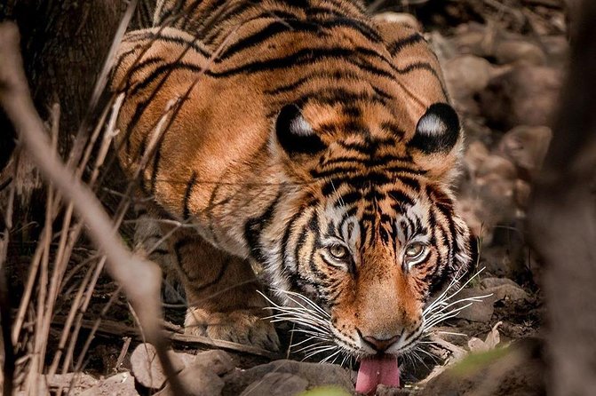 Gypsy Safari (Foriegn National)- Ranthambore National Park - Safari Inclusions and Features