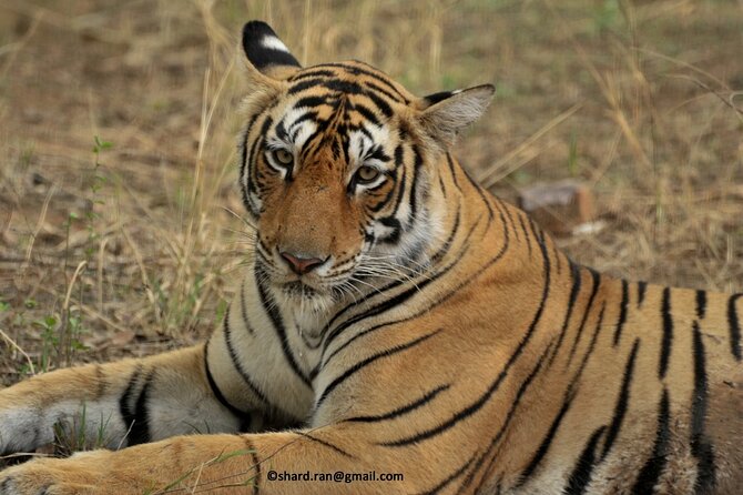 Gypsy Safari (Foriegn National)- Ranthambore National Park - Customer Service Experiences