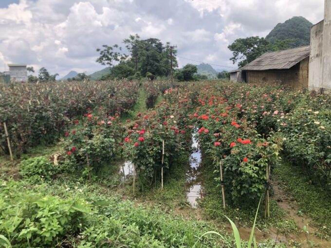 Ha Giang Loop 3 or 4 Days With Easy Riders - Itinerary