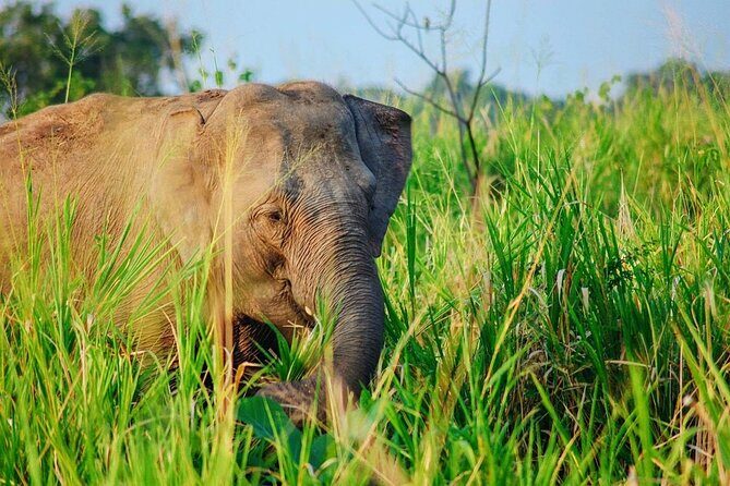 Habarana Eco Park Jeep Safari [private,full package] - Key Points
