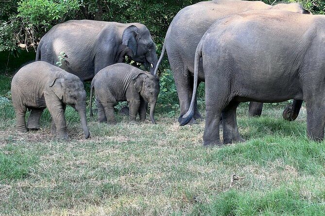 Habarana Eco Park Jeep Safari [private,full package] - Introduction to Hurulu Eco Park