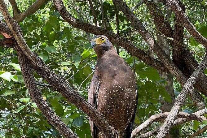 Habarana Eco Park Jeep Safari [private,full package] - Wildlife Encounters
