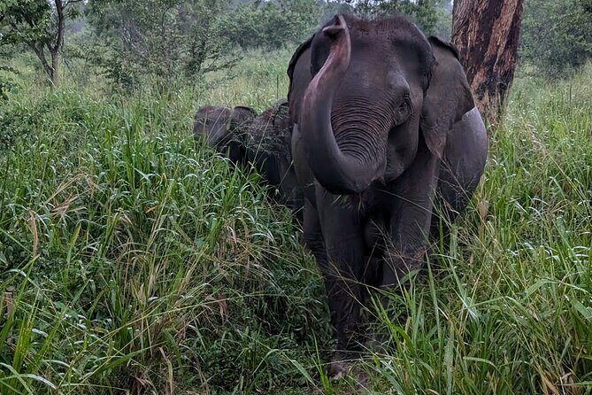 Habarana Eco Park Jeep Safari [private,full package] - The Authenticity and Respect for Wildlife