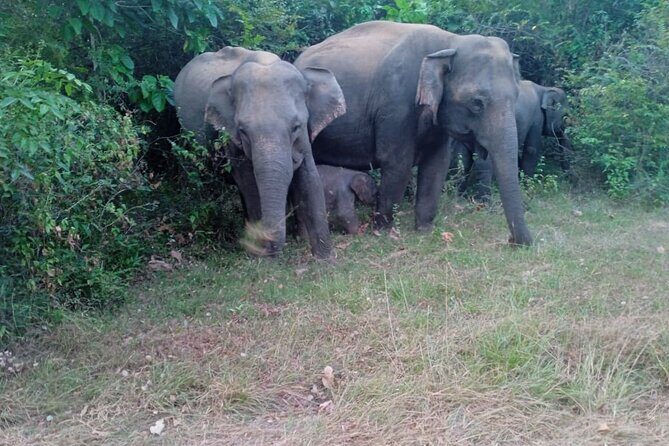 Habarana Eco Park Jeep Safari [private,full package] - Additional Highlights