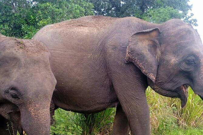 Habarana Eco Park Jeep Safari [private,full package] - The Value of the Package