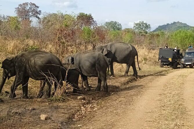 Habarana Eco Park Jeep Safari [private,full package] - Considerations for Future Travelers