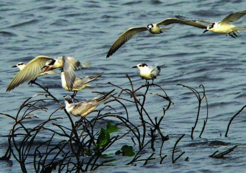 Habarana: Guided Birdwatching Tour - Tour Overview and Pricing