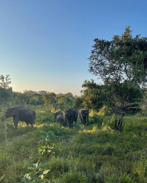 Habarana - Hurulu Eco Park Wildlife Safari - Wildlife and Nature