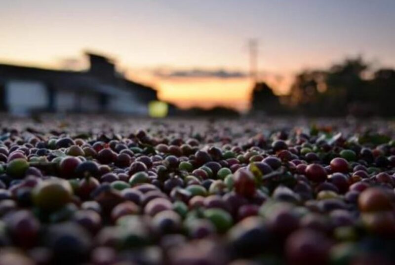 Hacienda Coloma Coffee Day Tour in Fusagasugá From Bogotá - Key Points