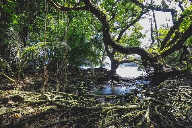 Hā'Ena Activity in the District of Puna - Key Points