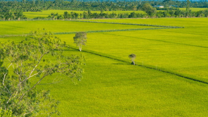 Haft Day From Cantho-Lungngochoang: Visit Nature Reserved - Birdwatching and Wildlife Observation
