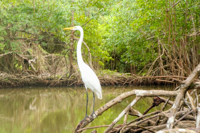 Haitises National Park and Montaña Redonda (Full Day) - Reviews and Recommendations