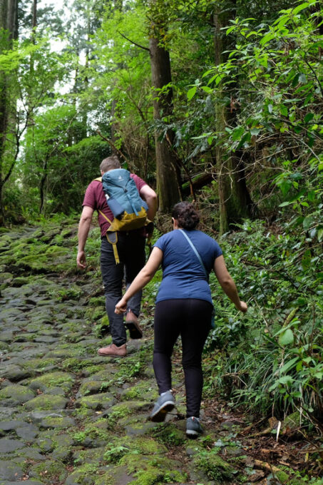 Hakone: Forest Bathing Hike With Lake Ashi and Mt. Fuji View - Highlights and Itinerary Overview