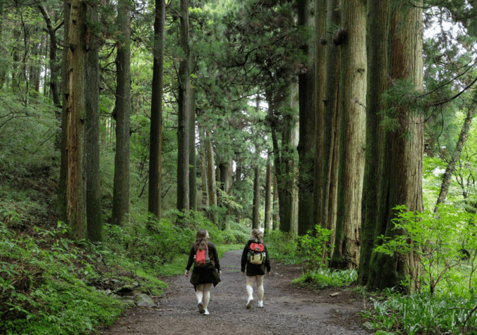 Hakone: Forest Bathing Hike With Lake Ashi and Mt. Fuji View - Frequently Asked Questions