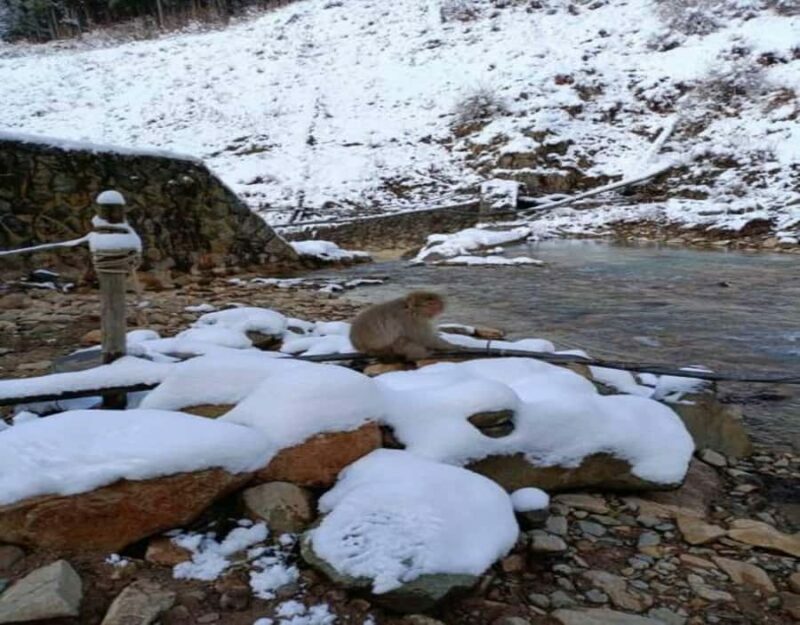 Hakuba: Snow Monkeys and Alpine Escape Private Tour - The Value of a Private Tour