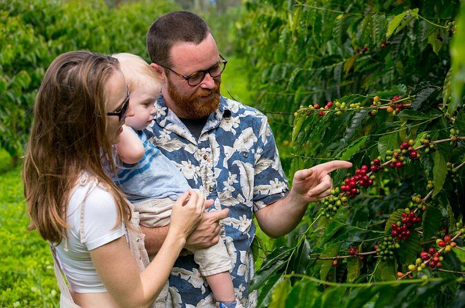 Hala Tree Coffee Farm Tour - Who Should Consider This Tour?
