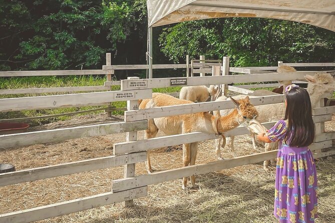Halal - Central Mosque/Nami Island/Sheep Ranch /Morning Calm - Review Summary