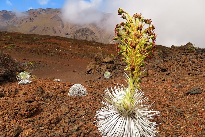 Haleakala Classic Vehicle Sunrise Tour With Breakfast - Pickup and Drop-off