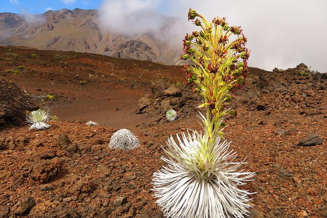 Haleakala Summit Best Self-Guided Bike Tour With Bike Maui - Self-Guided Bike Tour