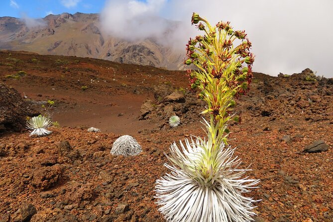 Haleakala Sunrise Best Self-Guided Bike Tour - Tour Requirements and Limitations