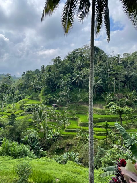 Half Best Day In Ubud Private Car Charter - Transportation and Inclusions