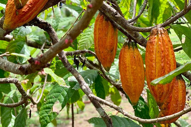 Half-day 3-Course Cocoa Lunch Tour in Trinidad - Cocoa-Themed Dishes