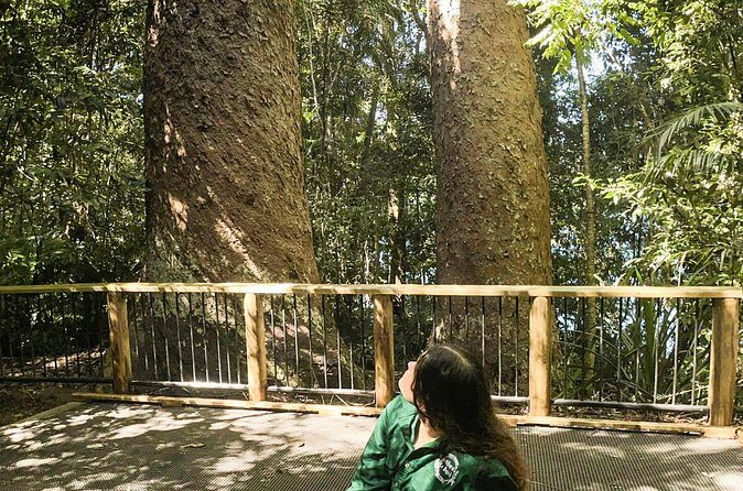Half-Day Aboriginal Tour Atherton Tablelands - Practical Details: What You Need to Know