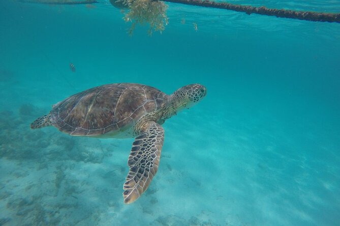 Half Day Akumal Beach Swim and Snorkel With Turtles Experience - Preparation and Packing Tips