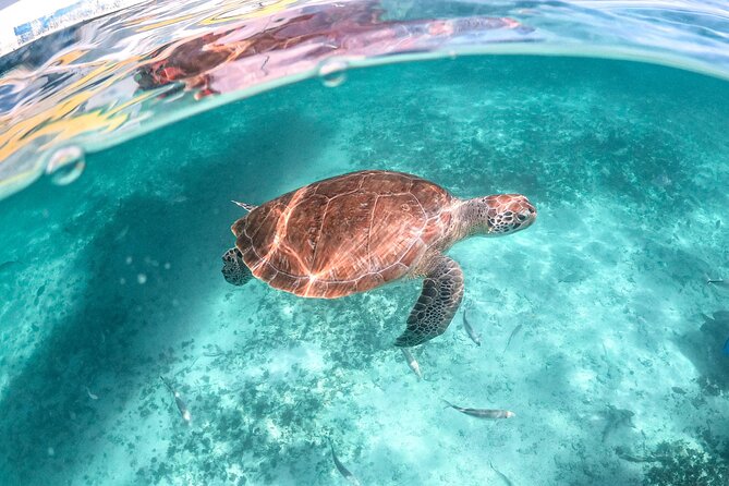 Half Day Akumal Beach Swim and Snorkel With Turtles Experience - Pickup and Transportation Details