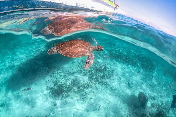 Half Day Akumal Beach Swim and Snorkel With Turtles Experience - Cancellation and Review Insights