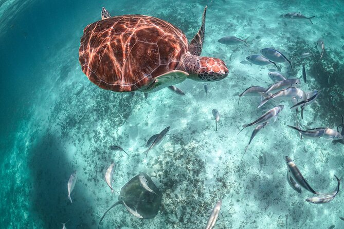 Half Day Akumal Beach Swim and Snorkel With Turtles Experience - Frequently Asked Questions