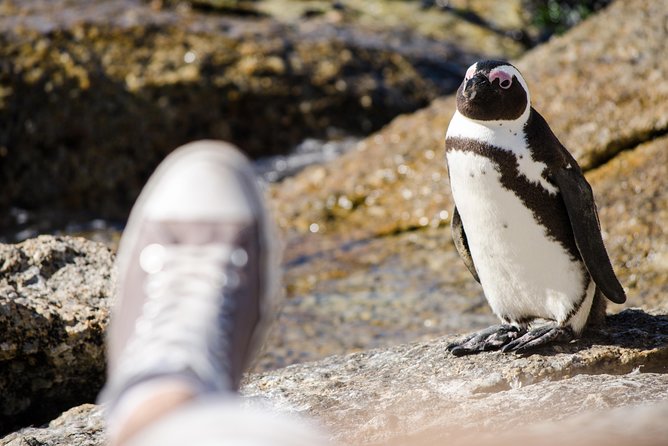 Half Day Am or Pm Boulders Beach & Penguins With Visit to Cape Point Great Tour - Inclusions and Exclusions