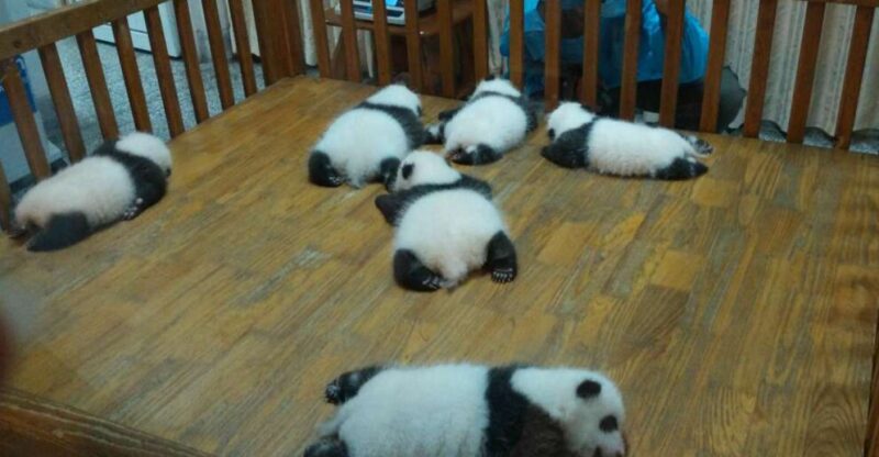 Half Day Amazing Chengdu Panda Base Trip - Key Points