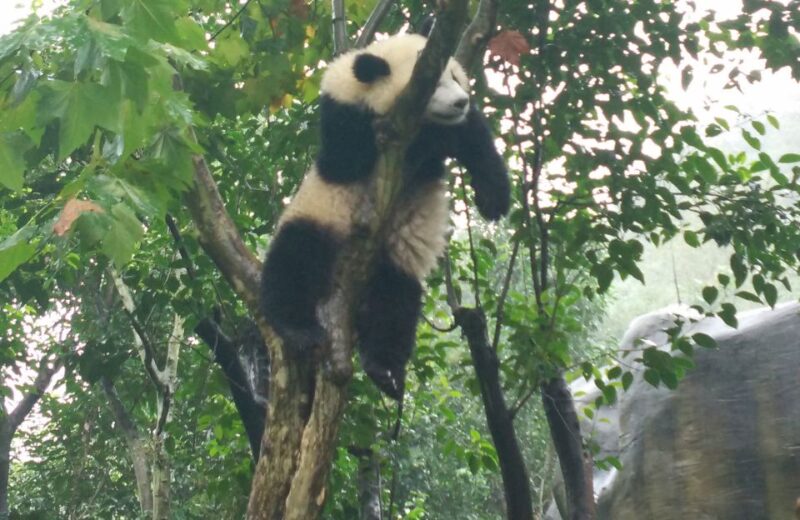 Half Day Amazing Chengdu Panda Base Trip - Tour Experience Highlights