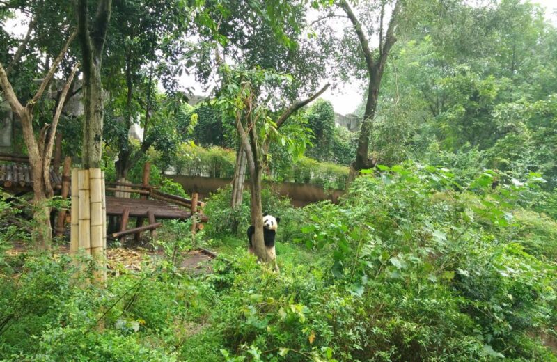 Half Day Amazing Chengdu Panda Base Trip - Detailed Itinerary