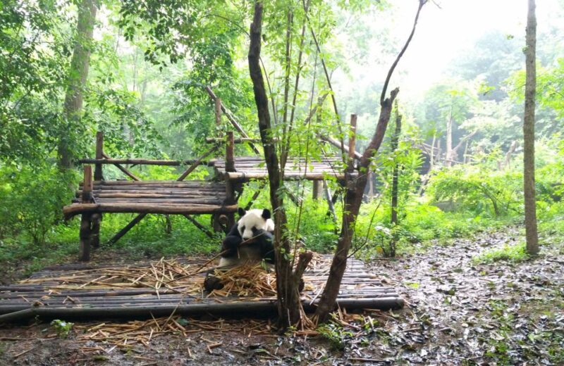 Half Day Amazing Chengdu Panda Base Trip - Inclusions and Exclusions