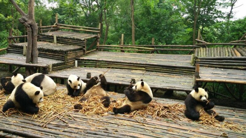 Half Day Amazing Chengdu Panda Base Trip - Customer Feedback and Ratings